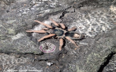 kochiana brunnipes unsex tarantula